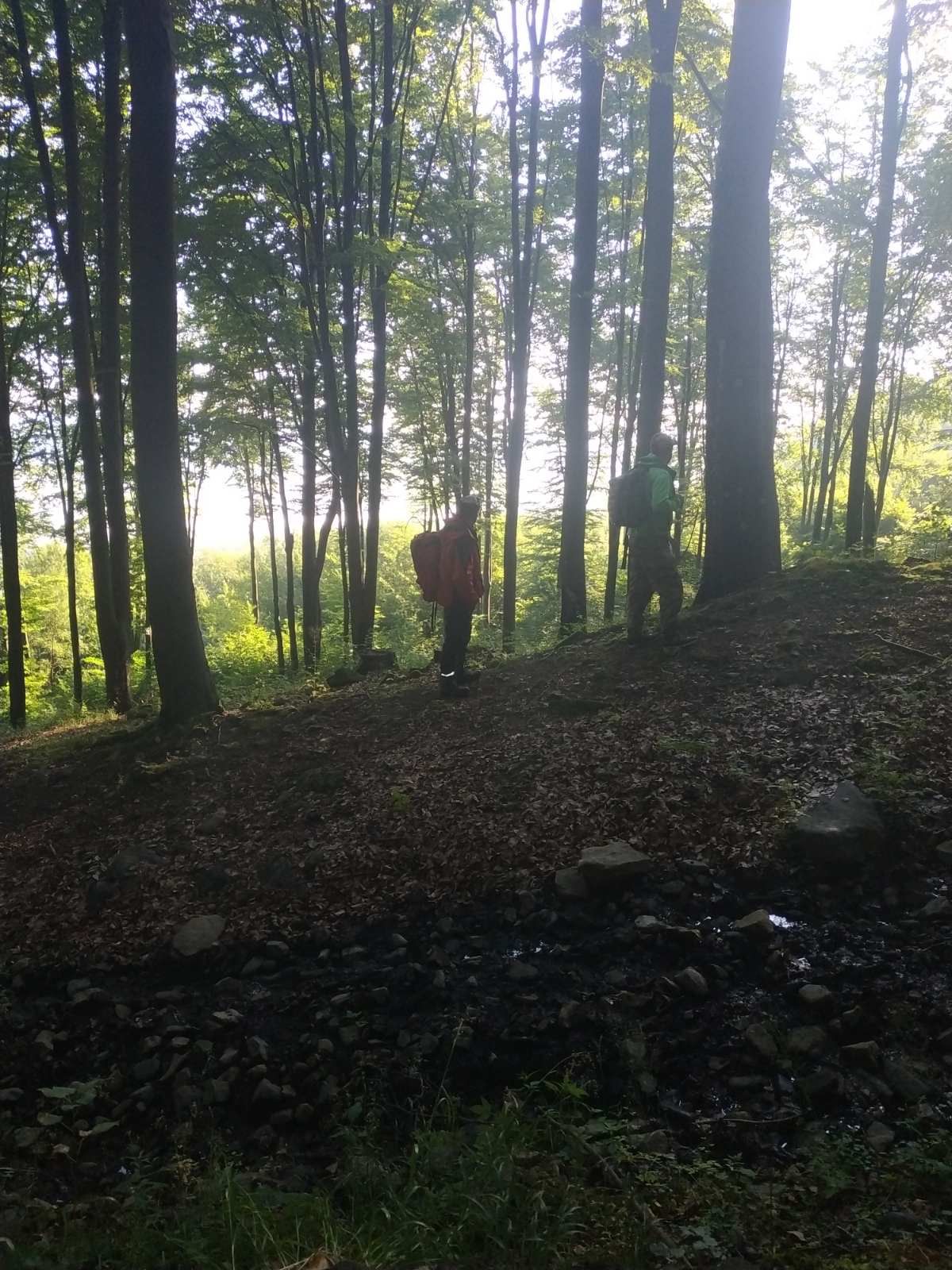 На Закарпатті шукають чотирьох дітей, які пішли в ліс за ягодами